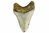 Fossil Megalodon Tooth - North Carolina #160497-1